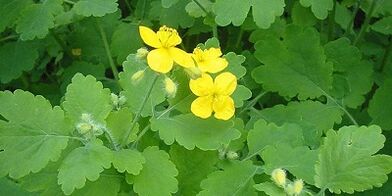Léčba nehtových houby na nohou celandine