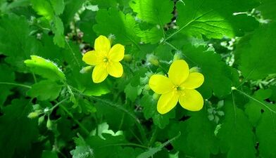 Celandine pro léčbu houby na nehtech