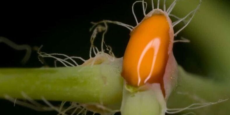 celandinová šťáva pro léčbu plísní nehtů na nohou